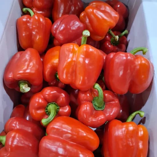 국내산 못난이 파프리카, 빨강+노랑, 2kg, 1박스