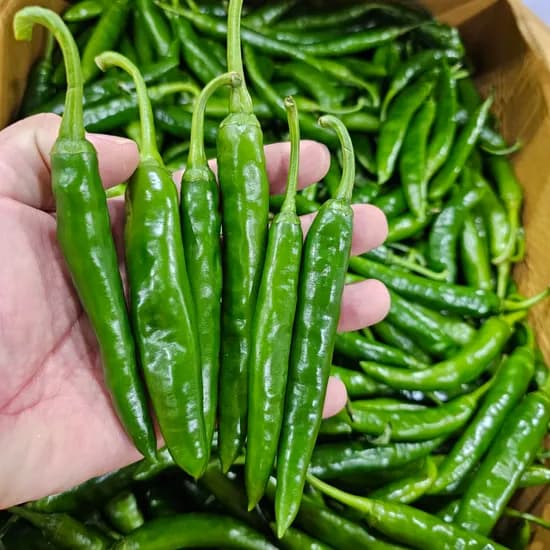 국내산 못난이 청양고추 1kg 1박스