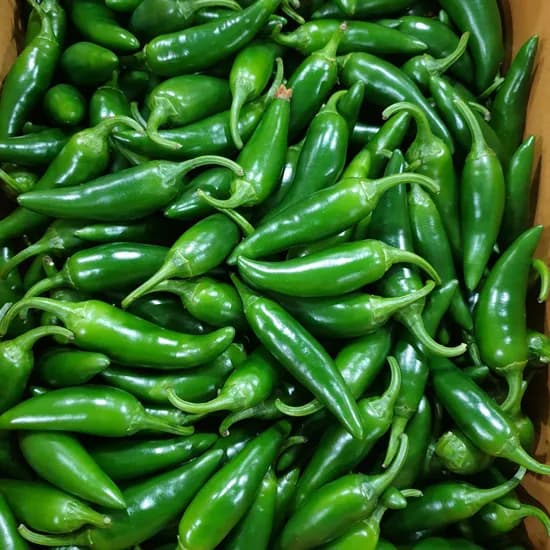 못난이 모닝고추 1kg 1박스