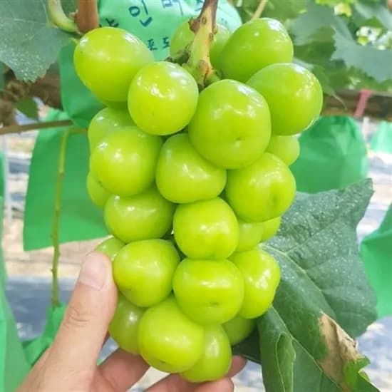 국내산 고당도 샤인머스켓 4-6수 2kg 1개