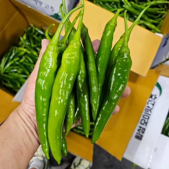국내산 특품 오이맛고추 1kg 1박스