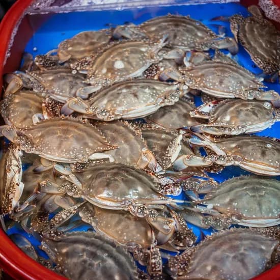 다온 서해 활 숫꽃게, 2-5미, 1kg, 3개