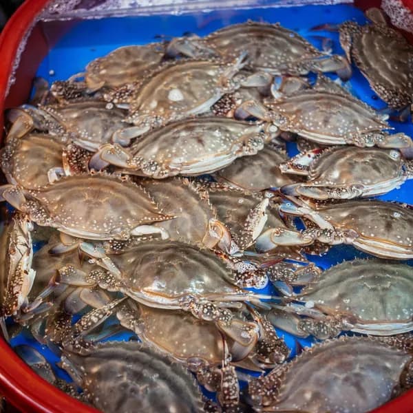 국내산 서해안 활 숫꽃게 1kg 2-5미
