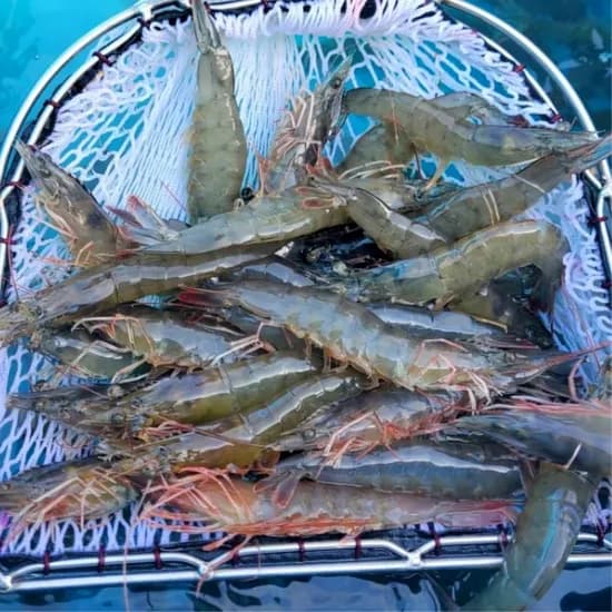 조은식구 활새우 30미 내외 1kg