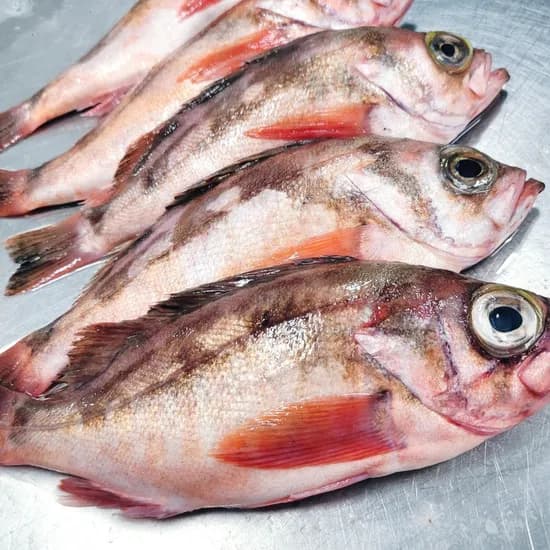 자연산 손질 급냉 열기 볼락 6-7미 1kg 1개