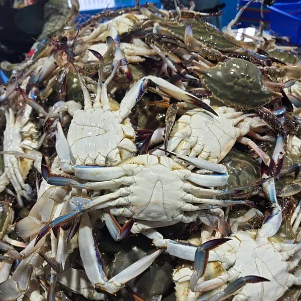 국내산 신진도 활 숫꽃게 3-5마리 1kg 1개