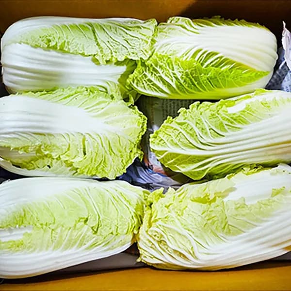 국내산 알배기배추 상등급 12-16개 5kg 1박스