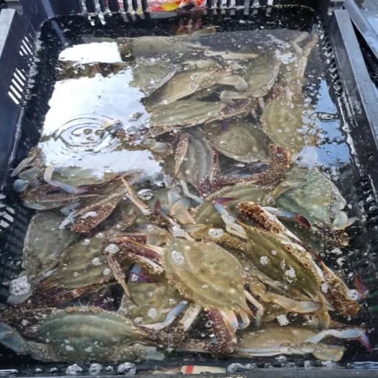 국내산 제철 활 숫꽃게 1kg 1개