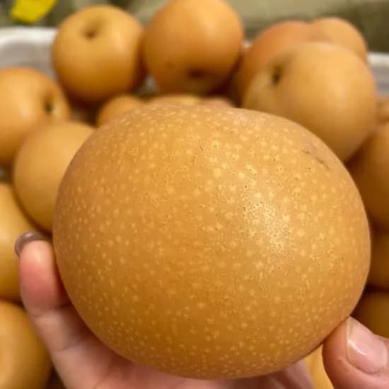 국내산 햇배 특품 5kg 1개