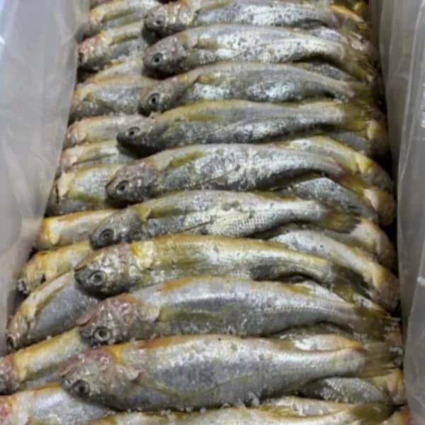 국내산 참조기 10마리 600g 2팩