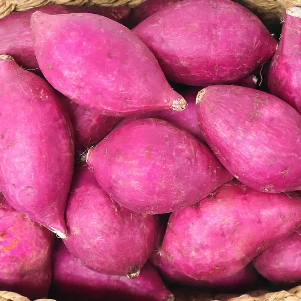 진율미 밤고구마 한입 5kg 1박스