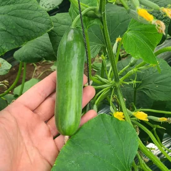 국내산 미니오이 1kg 1개