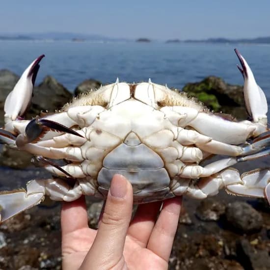 서해안 알배기 활 암꽃게 6-10미 2kg 1개