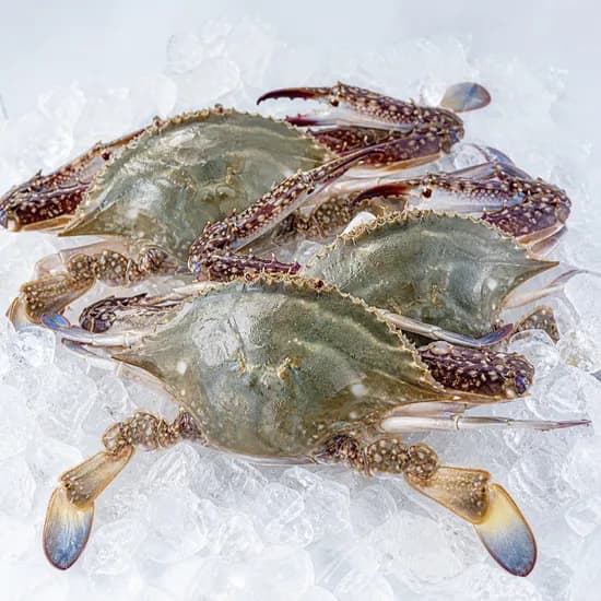 산들에담다 서해안 활 숫꽃게, 대, 3kg, 6-12미, 1개