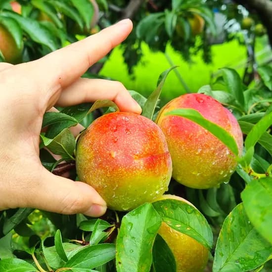거창 정품 추희자두 대왕특 3kg 1박스