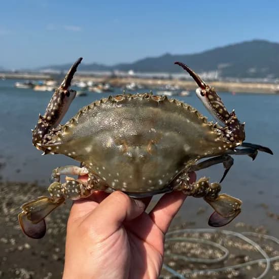 푸드어택 활 숫꽃게 중 2kg 1개