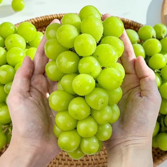 가정용 샤인머스켓 6-8수 망고향 3kg 1개