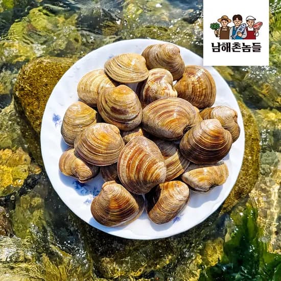 제철 백합조개 특대 해감 생물 구이용 1kg 1개