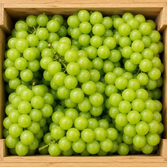 샤인머스켓, 특품, 3kg, 6-8수, 1개