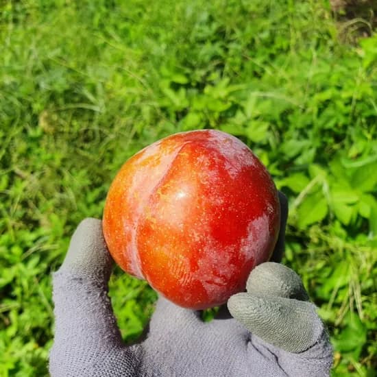 추희자두 왕특 1kg 1박스