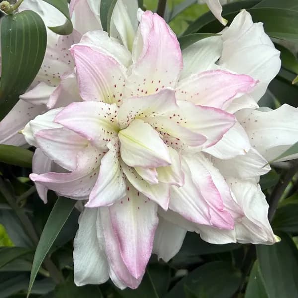 Qgarden 저온처리 겹꽃 백합 구근 더블바운티 2개 12,900원