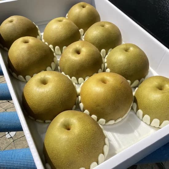 해오름농원 만풍배 선물세트 청배 고당도 8-11과 7.5kg 1박스
