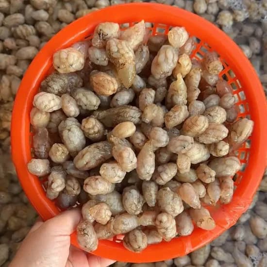 국내산 생물 오만둥이 횟감 5kg 1봉 15,800원