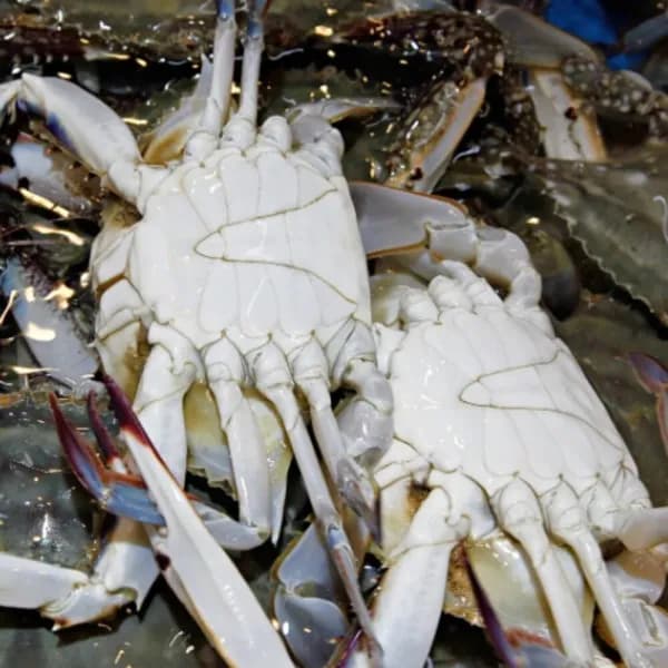 국내산 활 숫꽃게 3kg 1개