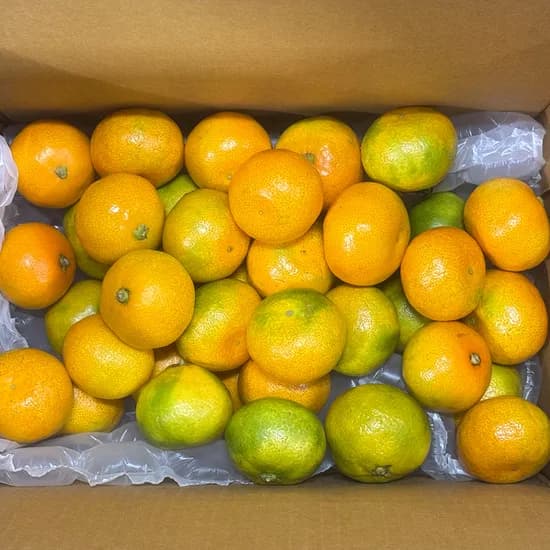 제주도 하우스감귤 랜덤과 5kg 1개