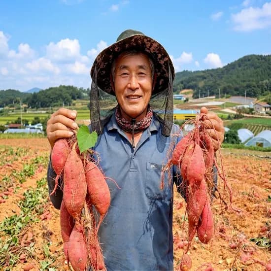 국내산 해남 호풍미호박고구마, 중상, 10kg, 1개