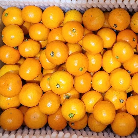 제주 당도선별 조생 타이벡 감귤 소과, 10kg, 1박스