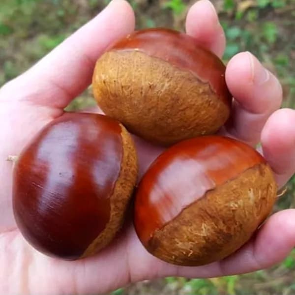탐나유 햇밤 알밤 3kg