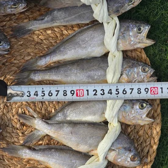 법성포 영광 굴비, 대짜, 1.5kg, 1박스