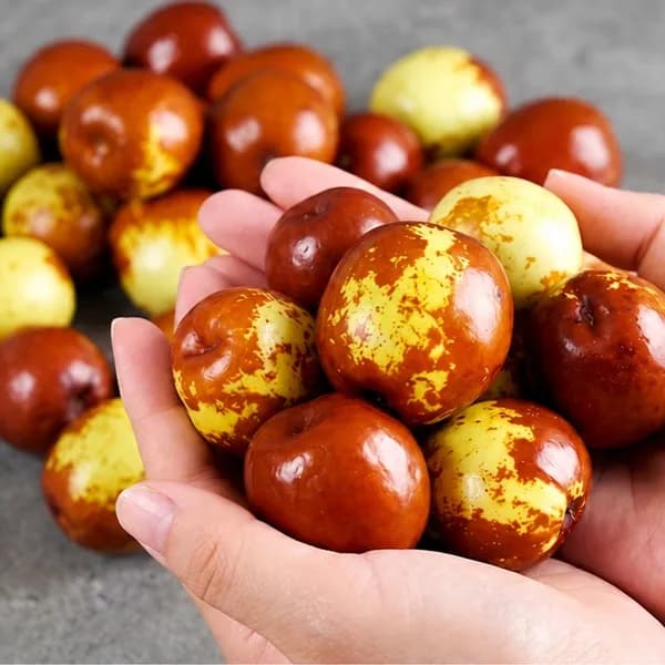 햇 사과대추 1kg