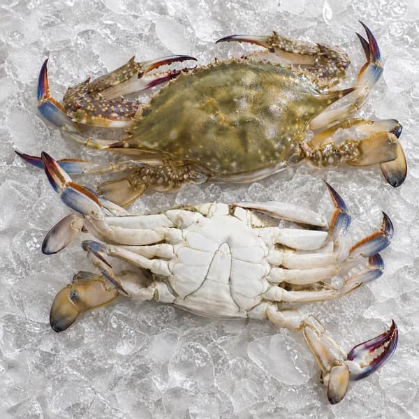 서해안 활 숫꽃게 대 2kg 1개