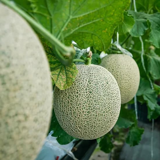 고당도 머스크멜론 2kg 1개