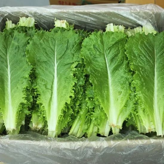 야채왕 로메인 잎로메인 300g 1개