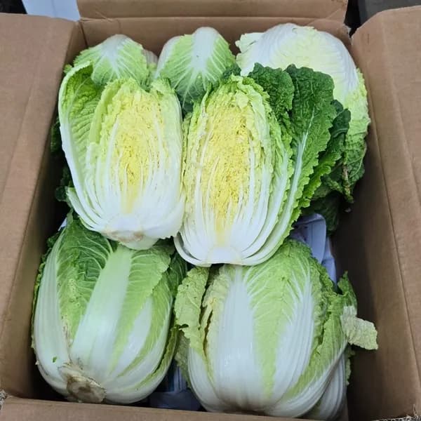 국내산 강원도 고랭지 알배기배추 쌈배추 실속(작은포기) 12통 8kg