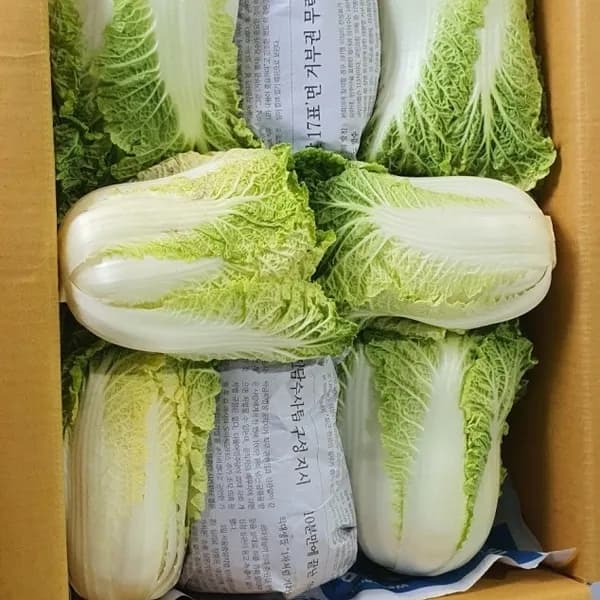 국내산 강원도 고랭지 알배기배추 쌈배추 실속(작은포기) 12통 5kg