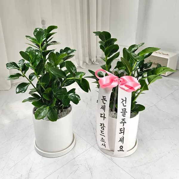 녹보수 멜라민 화분 세트 50cm 1개