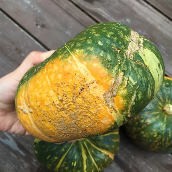국내산 못난이 단호박 S 10kg 1박스