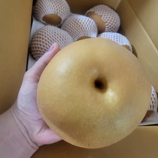 햇배 특대과 상특급 10kg 10-16과 1박스