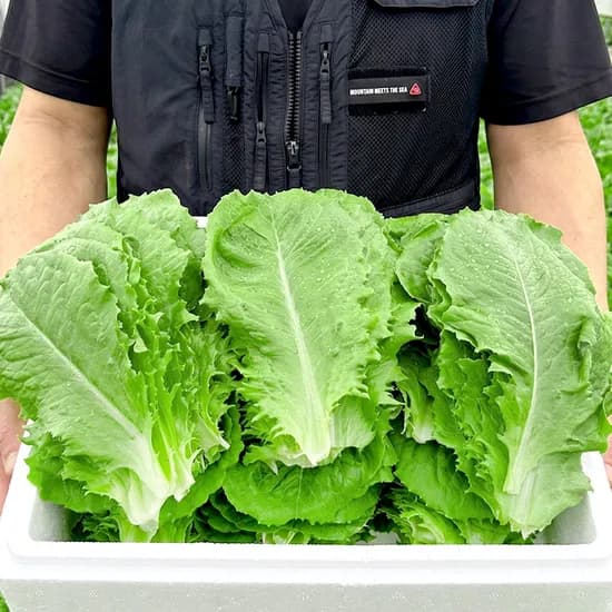 사계절청년농부 로메인 상추 국내산 쌈채소 샐러드채소 2kg 1박스