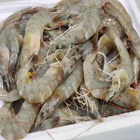 국내산 활 흰다리새우 고흥 신안 산지직송 생새우 35-38미 내외 1kg 1박스