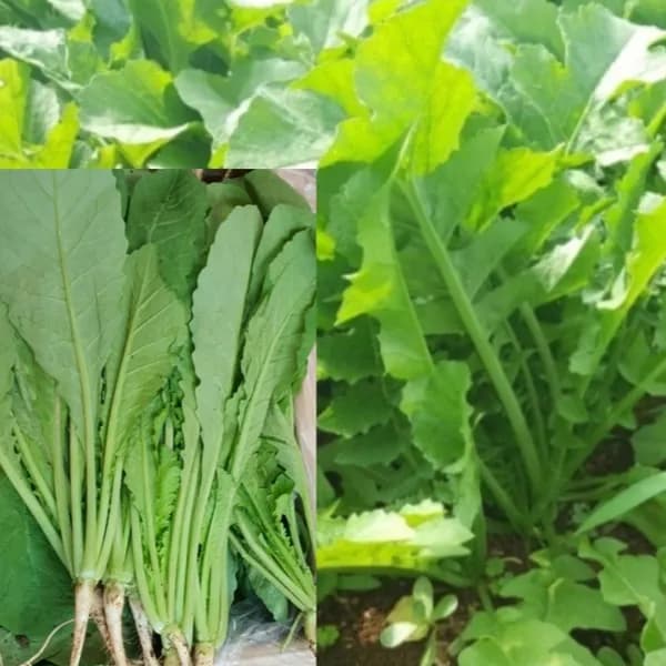국내산 나주 산지직송 김치용 신선열무 4kg 1박스