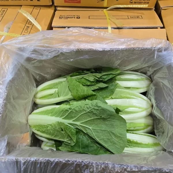 국내산 나주 산지직송 김치용 신선얼갈이배추 8kg 1박스
