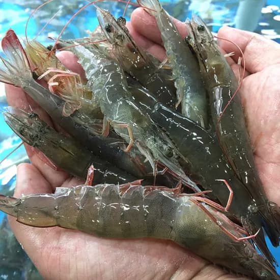 신안 생물 흰다리새우 45미 내외 1kg 1개