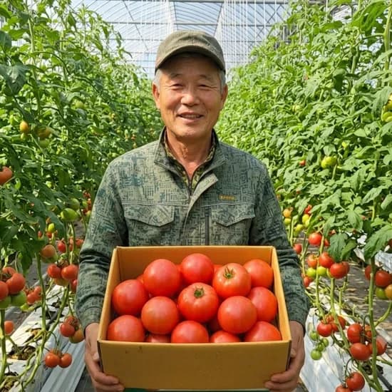 국내산 완숙토마토, 혼합과, 5kg, 1박스
