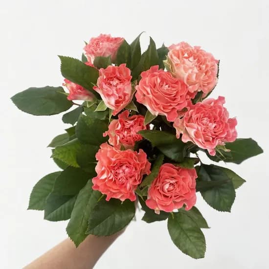 페어플 장미 꽃다발 생화 1개