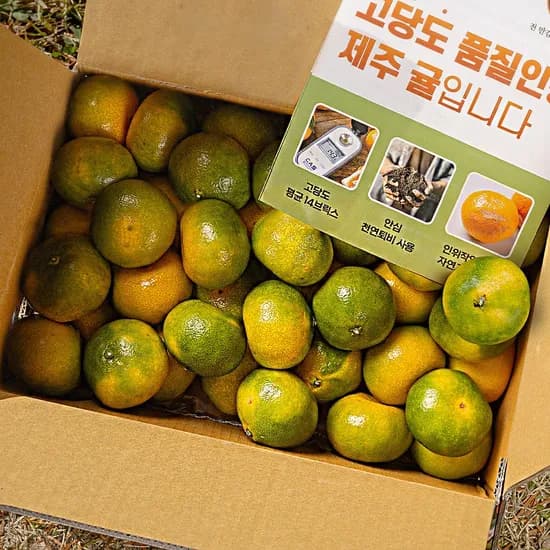 계약재배된 제주직송 제주 노지감귤, 가정용, 5kg, 1박스